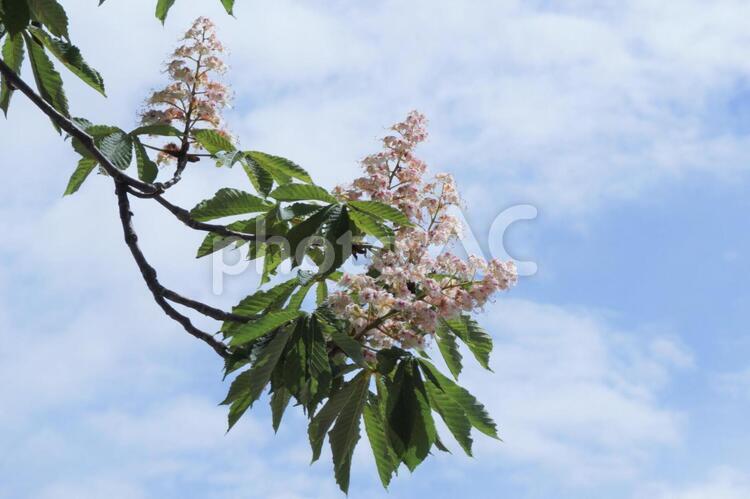 マロニエの花と空 マロニエ,花,青空の写真素材