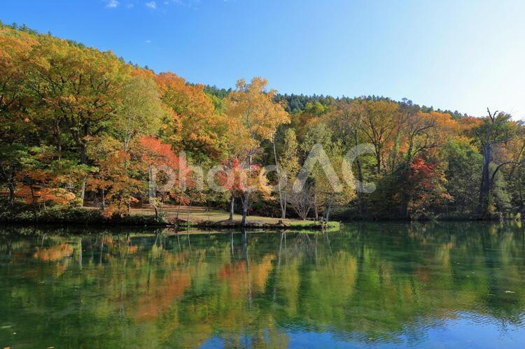 富良野市　鳥沼公園の池(秋・紅葉) 富良野,鳥沼公園,紅葉の写真素材