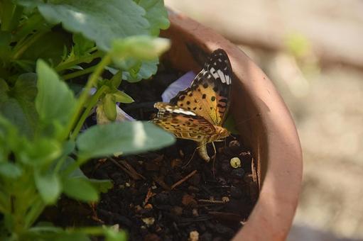 Photo, argynnis hyperbius, পোকা, প্রজাপতি, 
