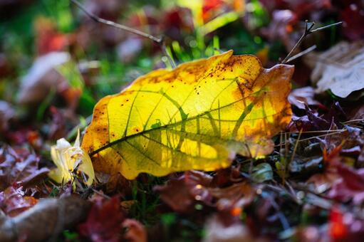 秋の落ち葉 秋の落ち葉 落ち葉,紅葉,もみじの写真素材