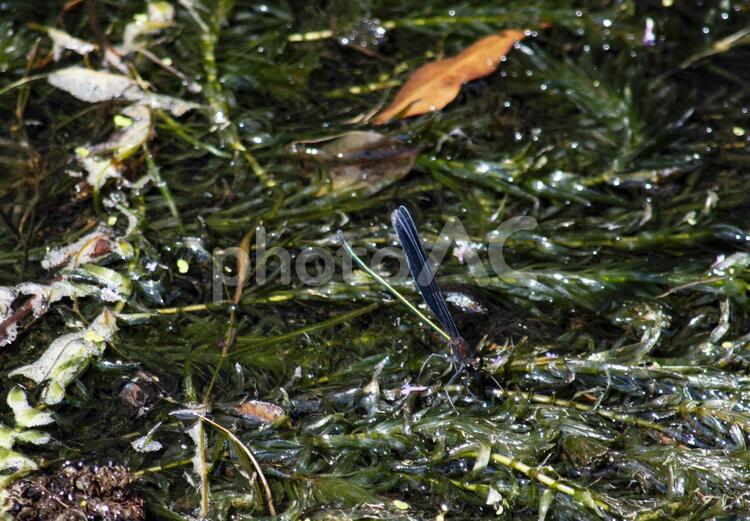水面の水草に止まった黒羽トンボ 黒羽,トンボ,虫の写真素材