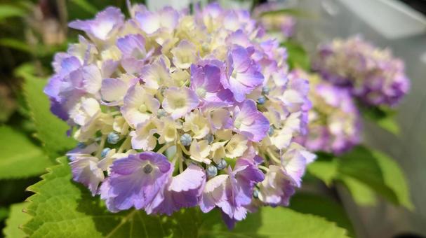 あじさい あじさいの写真