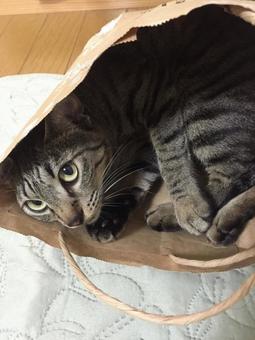 The cat is here. (in a brown paper bag), JPG
