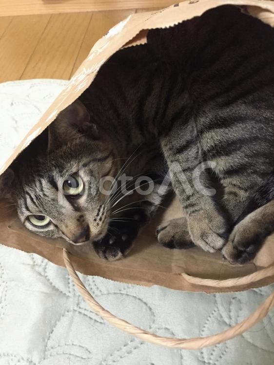 猫、入りました。(茶色い紙袋に) ねこ,子猫,猫の写真素材