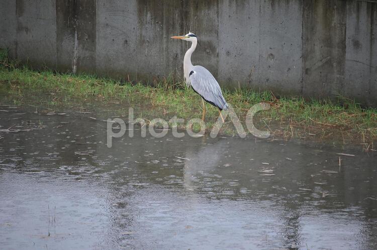雨の日のアオサギ アオサギ,サギ,鳥の写真素材