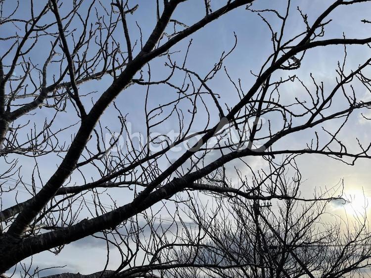 葉が落ちた木２ 木,自然,12月の写真素材