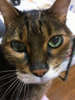 ベンガル猫 ベンガル猫の写真