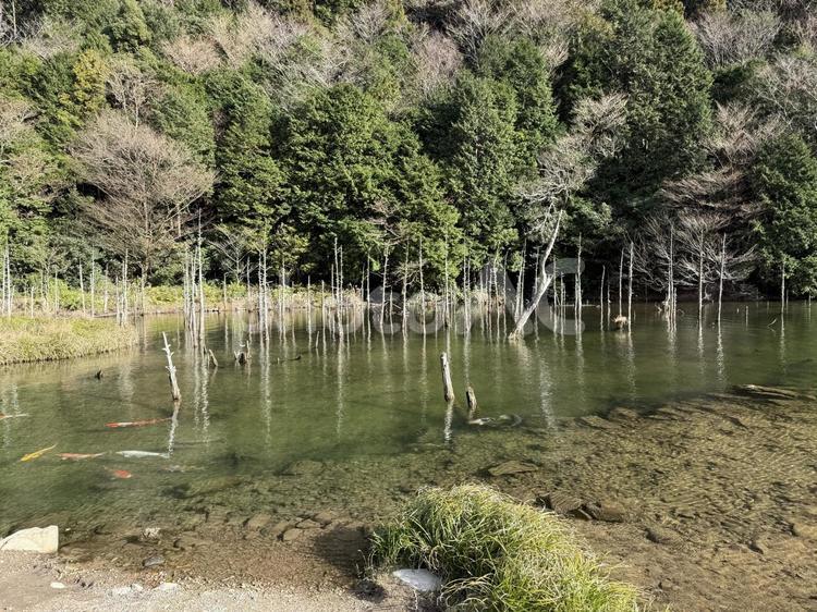 冬の晴れた日の一の俣桜公園蒼霧鯉池 自然,田舎,閑散の写真素材