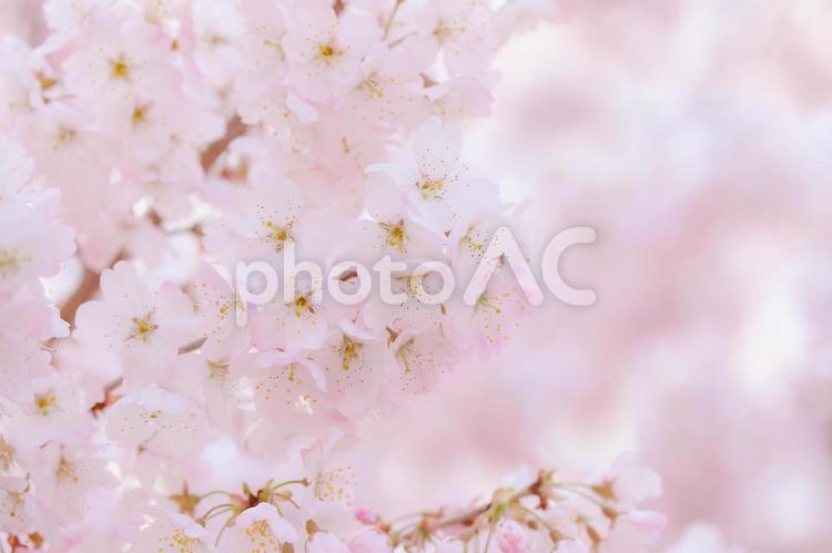 淡いピンクの桜背景 桜,花,植物の写真素材