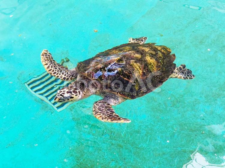 水槽の中で泳ぐウミガメ ウミガメ,水槽,泳ぐの写真素材