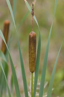 Cattail ear 03, JPG