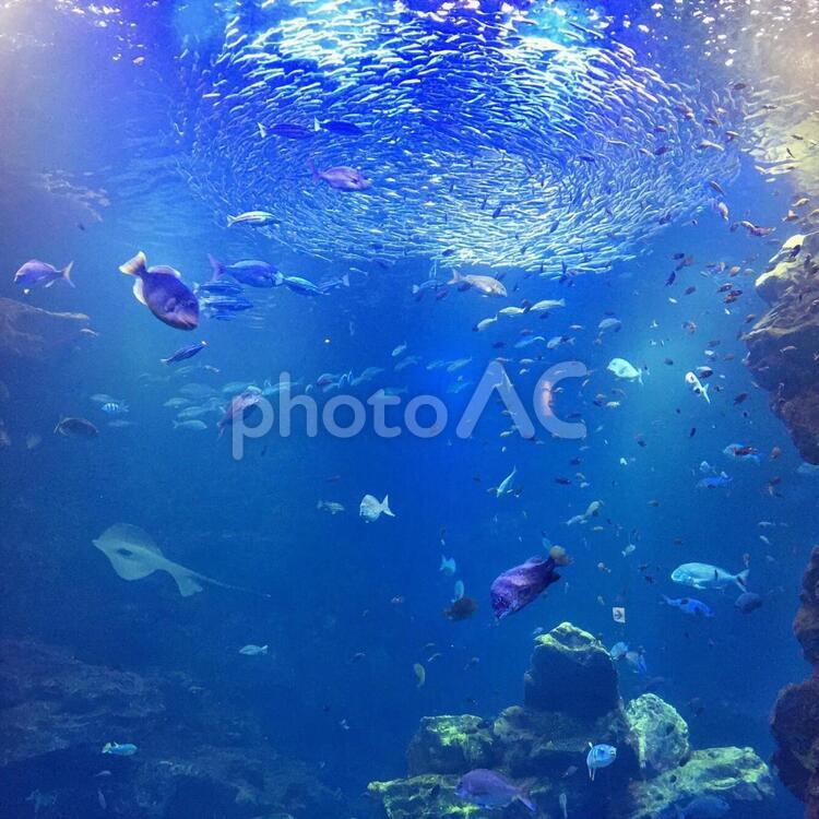 水中の世界 水中,魚,水域の写真素材