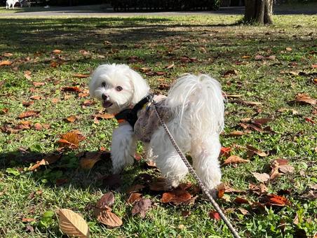 犬の散歩 犬,マルチーズ,散歩の写真素材