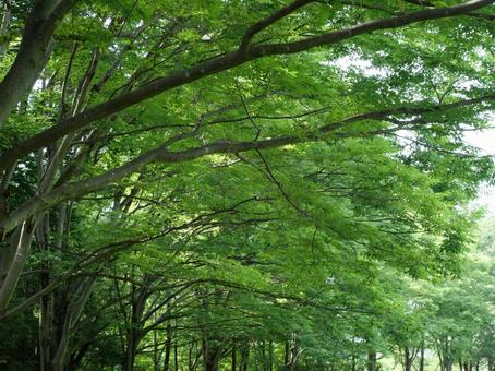 公園の緑 公園の緑の写真