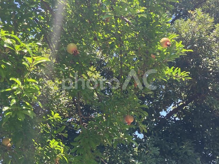 夏の柘榴の実 柘榴,鮮やか,ザクロの写真素材