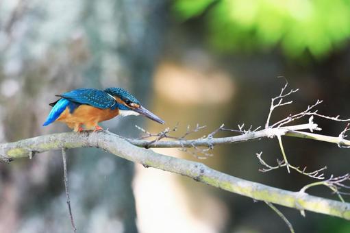 カワセミ カワセミ カワセミ,かわせみ,川蝉の写真素材