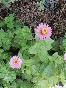 花888 花888の写真