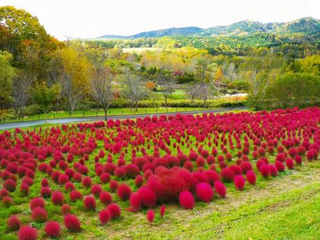 ゆにガーデンのコキア コキア,ゆにガーデン,赤いの写真素材