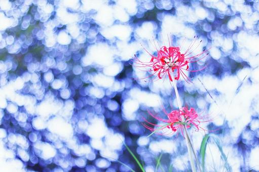 Spider lilies blooming towards the sky, JPG Spider lilies blooming towards the sky, JPG
