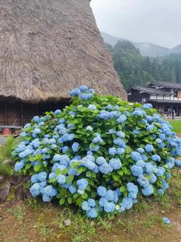白川郷の紫陽花 白川郷の紫陽花の写真