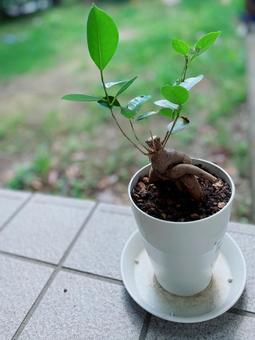ガジュマル ガジュマル ガジュマル,観葉植物,緑の写真素材