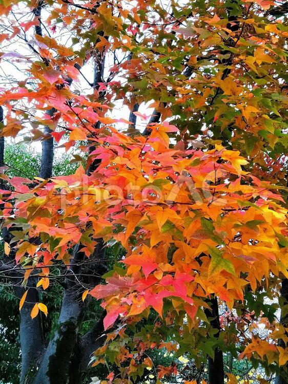 色づく木 秋,葉,自然の写真素材