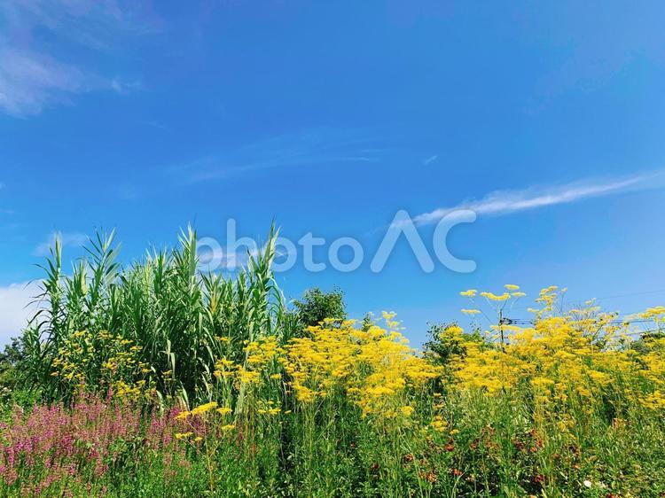 青空　植物　花 青空,そら,空の写真素材