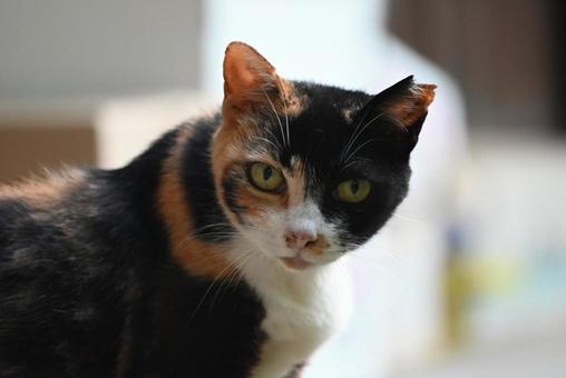 奈良長岳寺の野良ちゃん 奈良長岳寺の野良ちゃん 三毛猫,しまみけ,パッチドタビ&ホワイトの写真素材