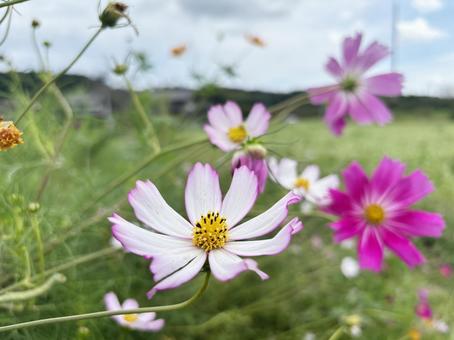 コスモス畑２ コスモス,秋,晴れの写真素材
