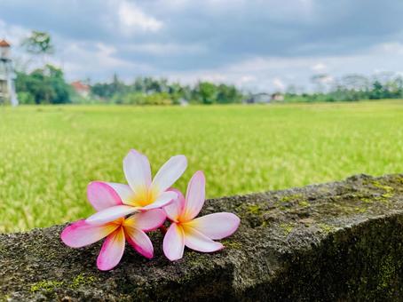 Plumeria and sky, JPG Plumeria and sky, JPG