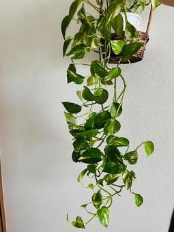 ポトス2 ポトス,観葉植物,グリーンの写真素材