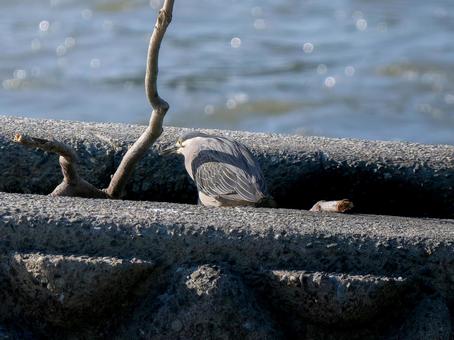 水辺のササゴイ 水辺のササゴイ ササゴイ,サギ,野鳥の写真素材