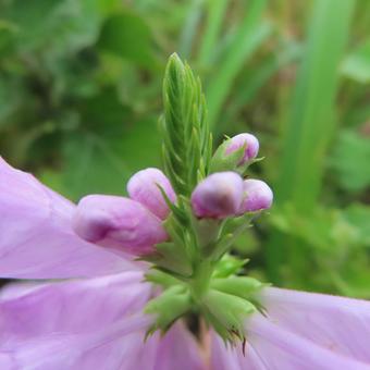 ハナトラノオ(花虎の尾) ハナトラノオ(花虎の尾)の写真