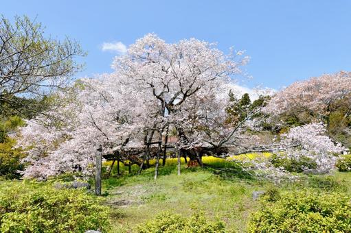 狩宿の下馬桜 狩宿の下馬桜 狩宿の下馬桜,アカメシロバヤマザクラ,桜の写真素材