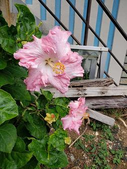 ピンクのハイビスカス ピンクのハイビスカス ハイビスカス,沖縄,花の写真素材