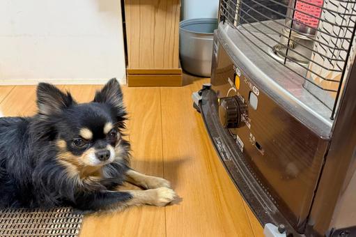 ストーブの前を陣取るチワワ 犬,チワワ,ストーブの写真素材