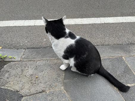 白黒野良猫２ 猫,野良猫,かわいいの写真素材