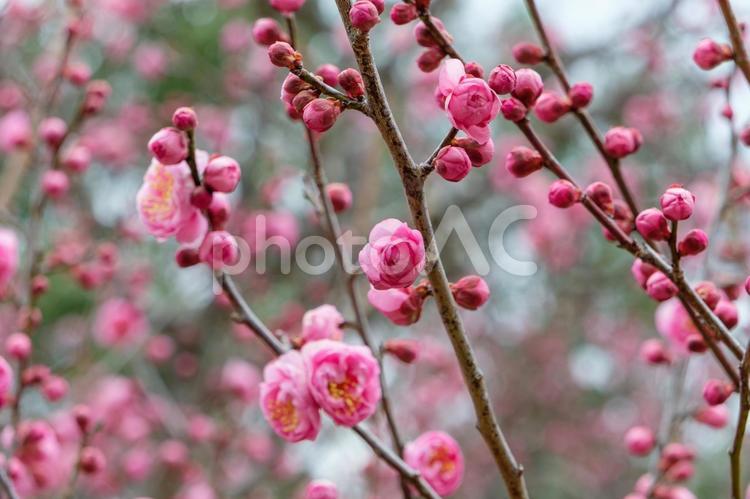 咲き始めの梅の花 梅,ピンク,花の写真素材