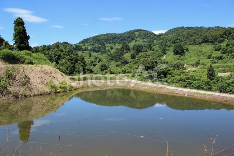山古志虫亀　水面に映る木と山 棚田,木,水面の写真素材