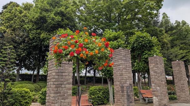 薔薇の咲く洋風庭園 薔薇の咲く洋風庭園 バラ,赤,オレンジの写真素材