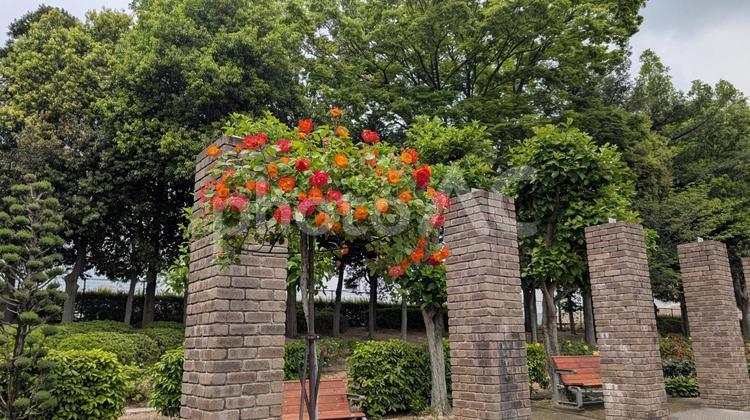 薔薇の咲く洋風庭園 バラ,赤,オレンジの写真素材