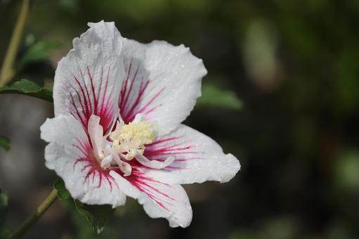 Rose of Sharon flower similar to hibiscus, JPG Rose of Sharon flower similar to hibiscus, JPG