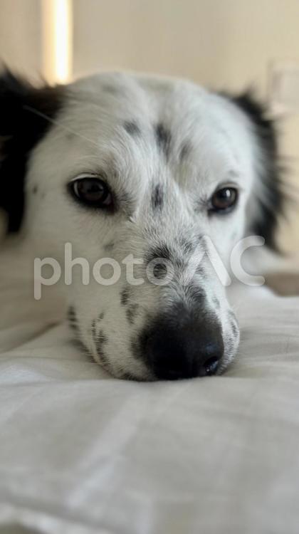 可愛い犬の顔 犬,ボーダーコリー,可愛いの写真素材