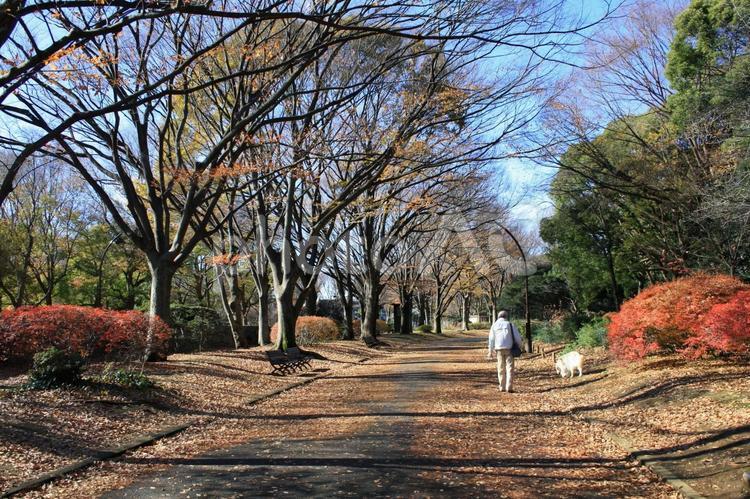 冬の公園を散歩する 散歩,公園,朝の写真素材