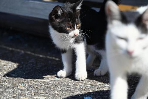 目線の先には 目線の先には 毛並み,ひげ,猫島の写真素材