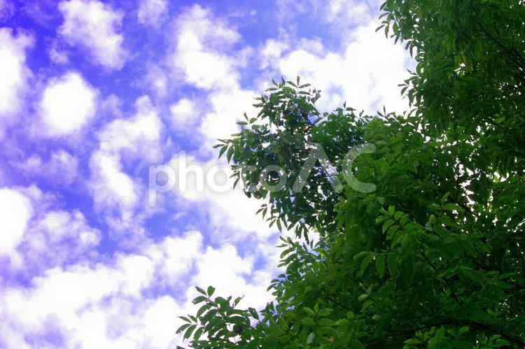 秋のうろこ雲と森の緑 空,秋,うろこ雲の写真素材