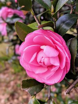 サザンカの花 サザンカ,花,自然の写真素材