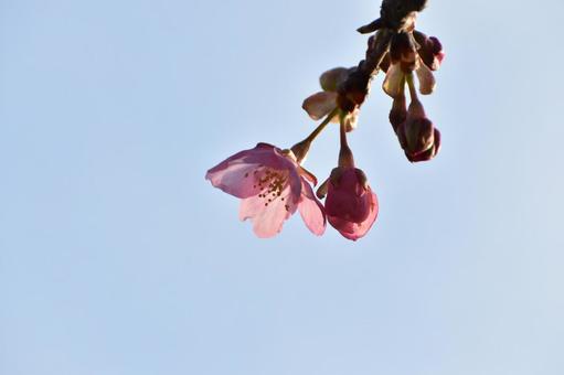 河津桜 河津桜の写真