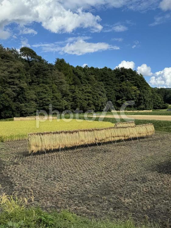天日干し（長野県塩尻市） 天日干し,稲,米の写真素材