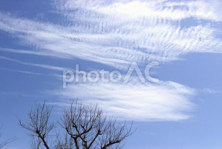 空と柿の木 空,早春,春の写真素材
